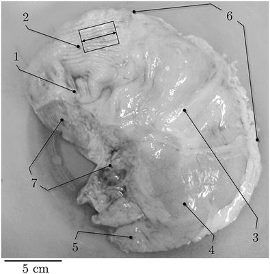 Porcine Stomach Smooth Muscle Force Depends on History-Effects